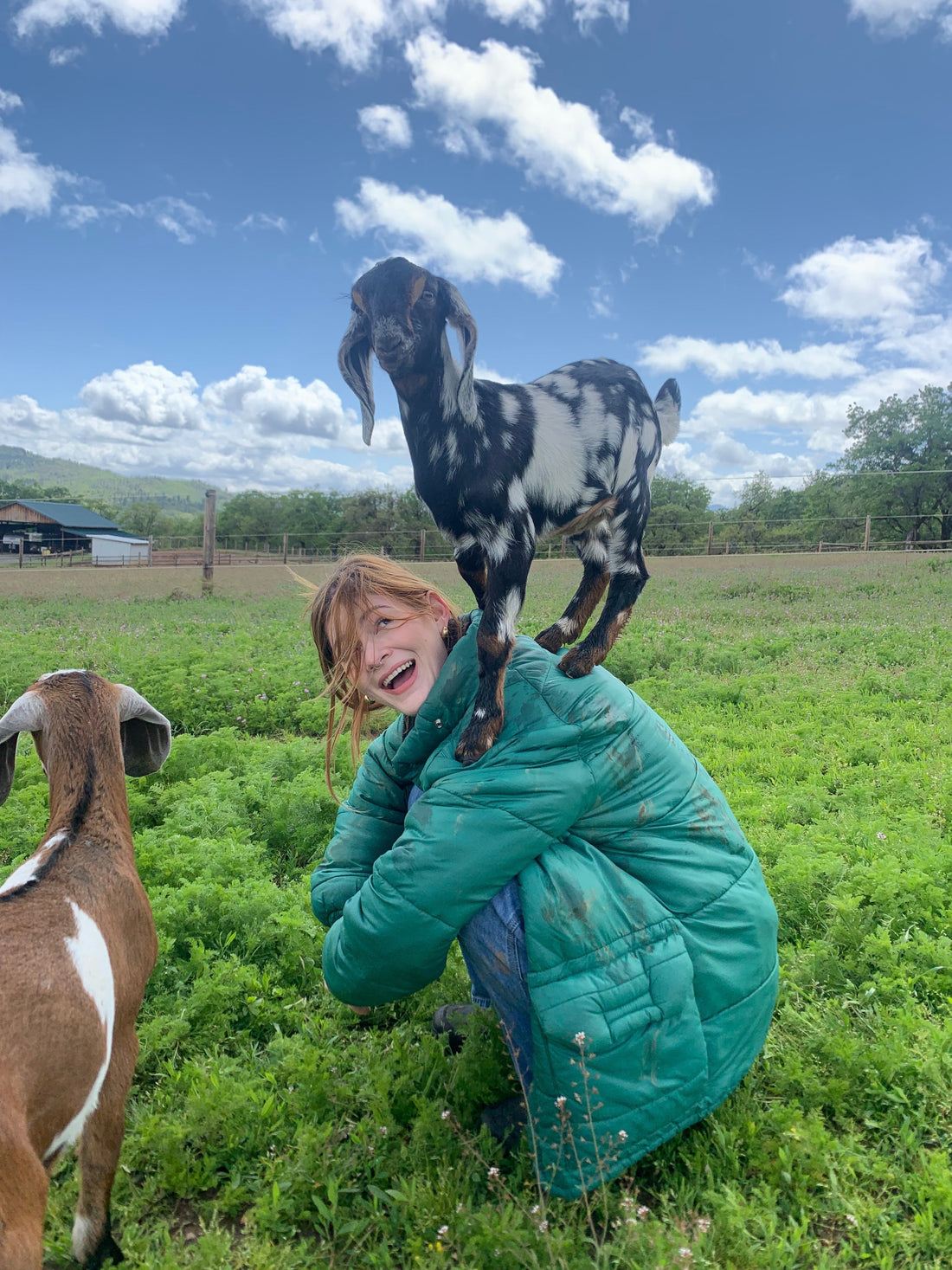 Ethical Dairy Farming: How Happy Goats Make Better Cheese | The Salty Goat