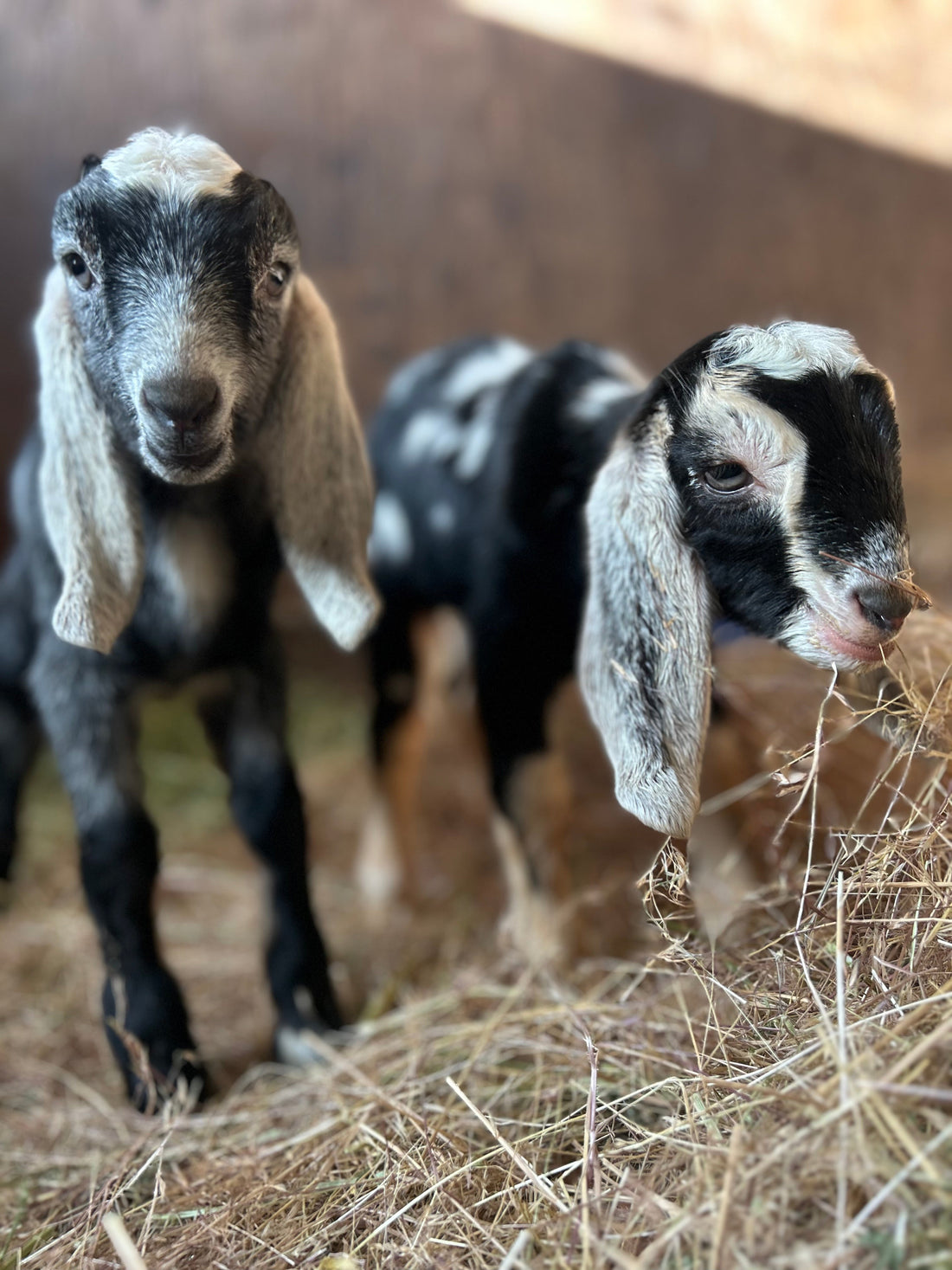 Spring at The Salty Goat: Kidding Season, Cheese, and a Big Year Ahead!
