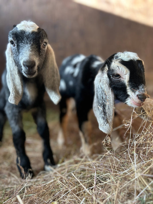 Spring at The Salty Goat: Kidding Season, Cheese, and a Big Year Ahead!